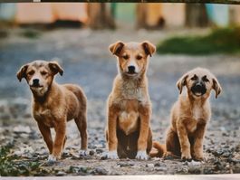 Ansichtskarte Hunde Welpen