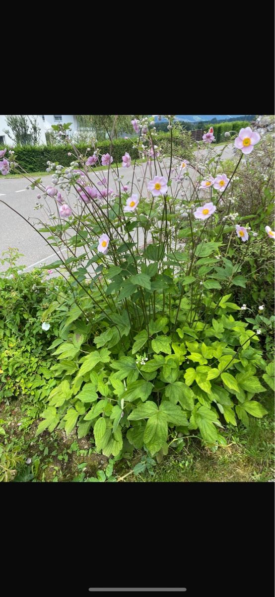 Piante & sementi: Anemone – Usato da Höfen b. Thun venduto da Leonie2112