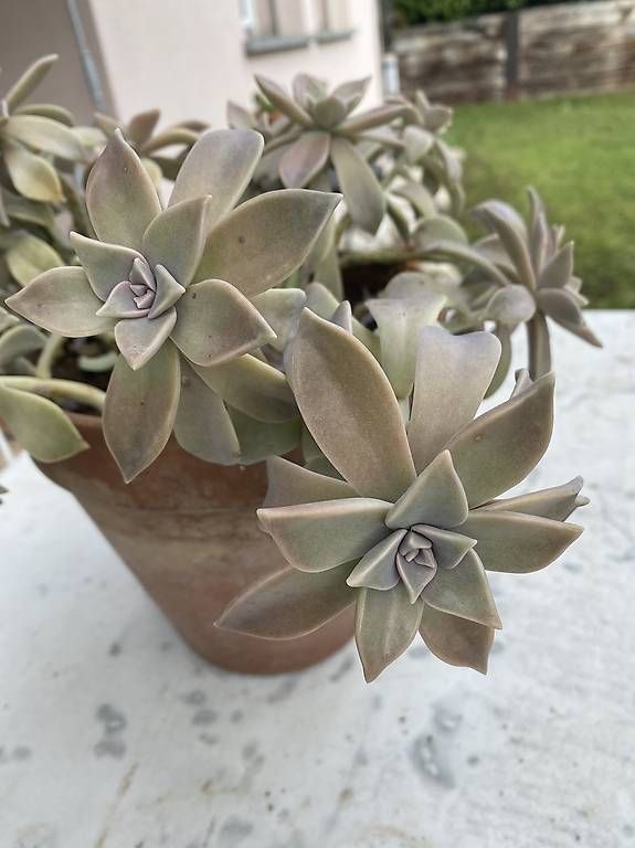 Piante & sementi: Pianta grassa "Graptopetalum Paraguayense"  – Usato da Cureglia venduto da Alevintage74 2