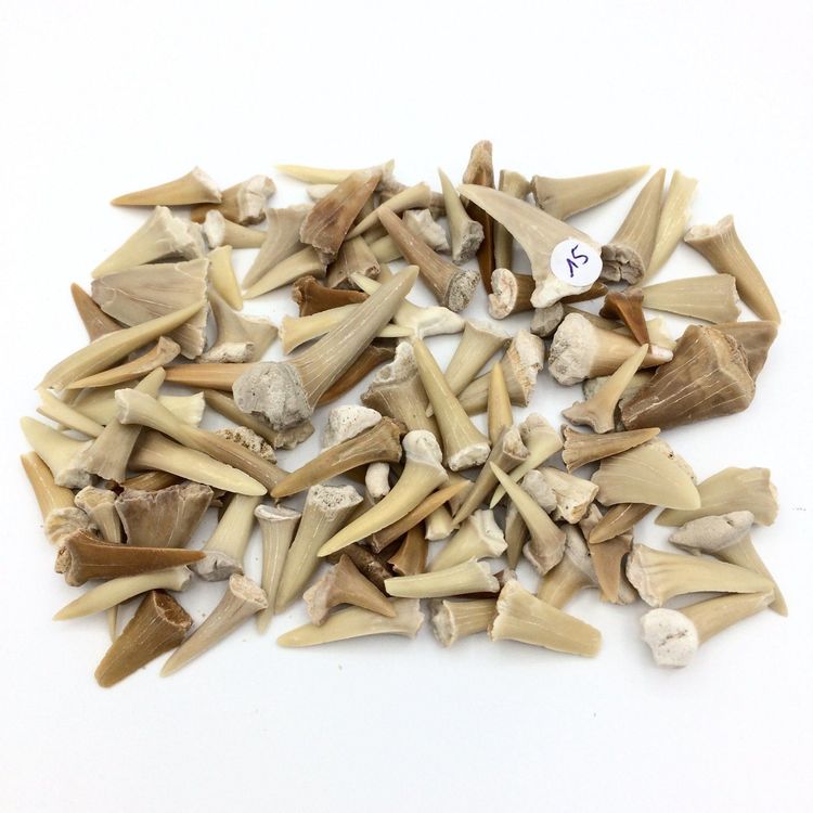 Haifischzähne Aus Harz - Realistische Nachbildung 11,5x5x3 Cm Für Sammler & Schmuck