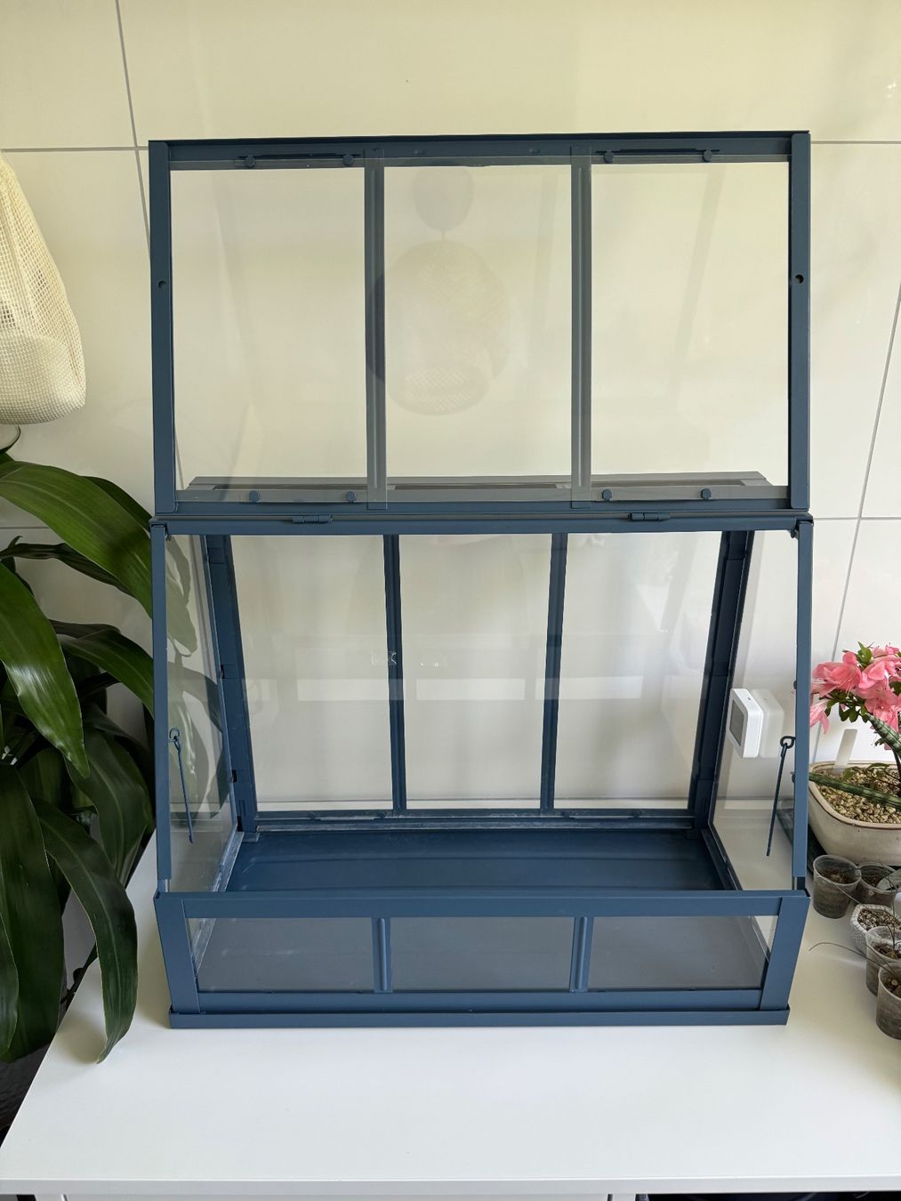 Ikea Cabanes de jardin & serres: Ikea Åkerbär mini Gewächshaus gebraucht – D'occasion à Goldau par pflanzly 1