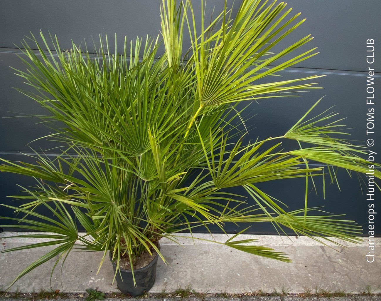 Piante & sementi: Chamaerops Humilis - fürs Haus oder Garten - robuste Palme – Nuovo e nell'imballaggio originale da Adliswil venduto da astom369 1