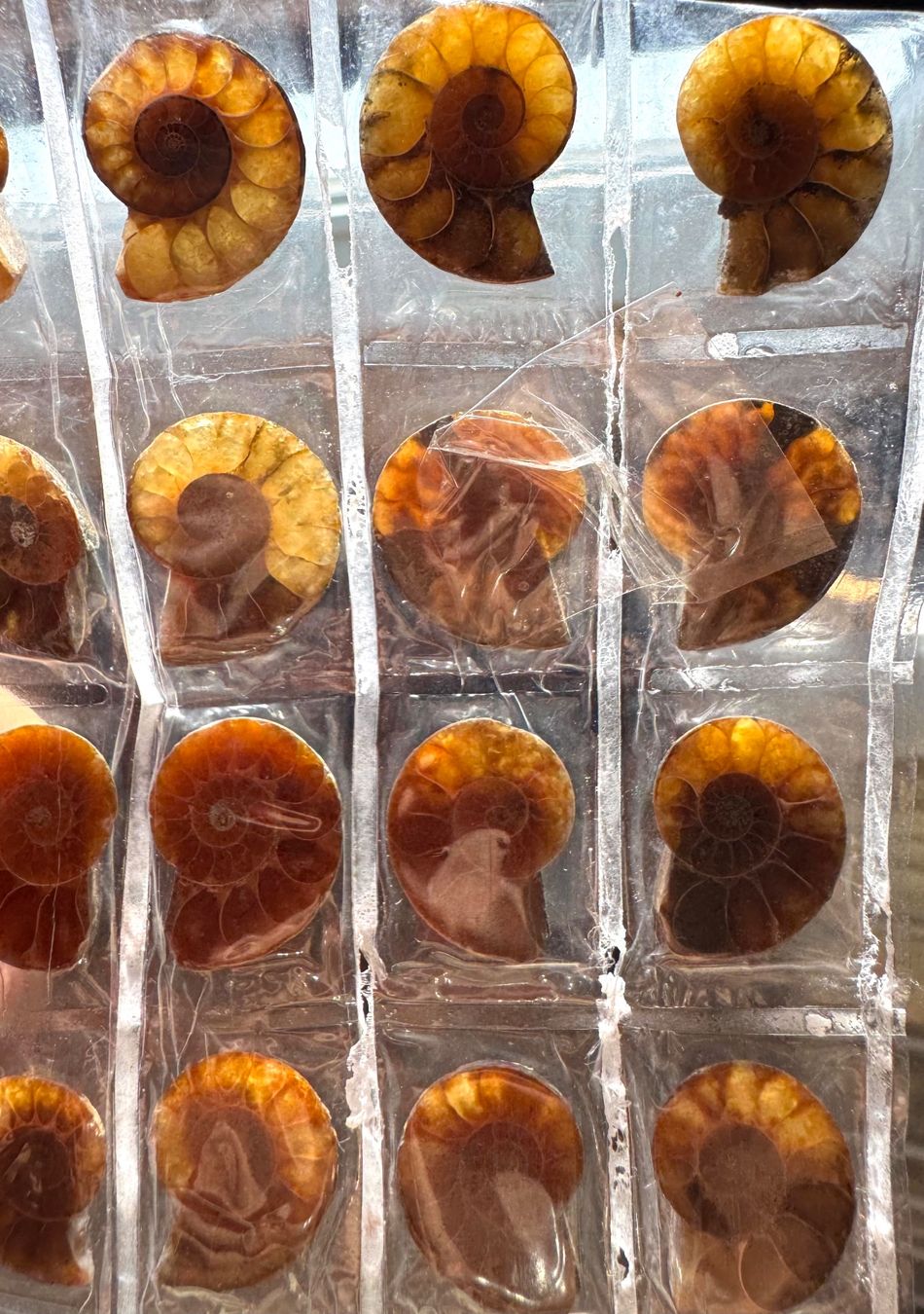 Fossili: Ammoniten   - 10 Paar winzig! top poliert - Geschenk-Idee – Nuovo e nell'imballaggio originale da Leuggern venduto da gemshow 7