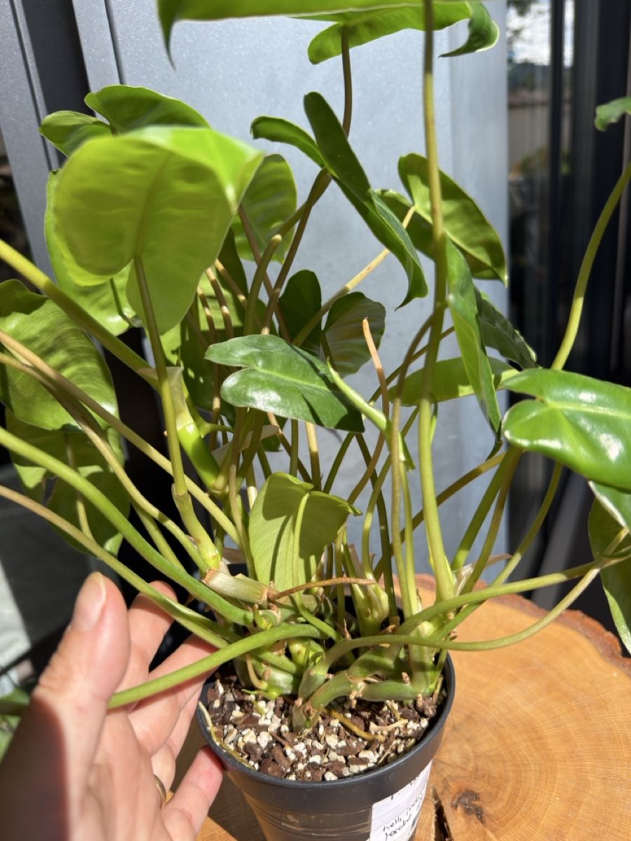 Piante & sementi: Philodendron Burle Marx  – Nuovo (secondo la descrizione) da Buchrain venduto da Stetoscop 2