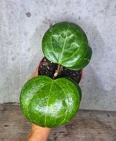 Hoya  'Sarawak Cream'