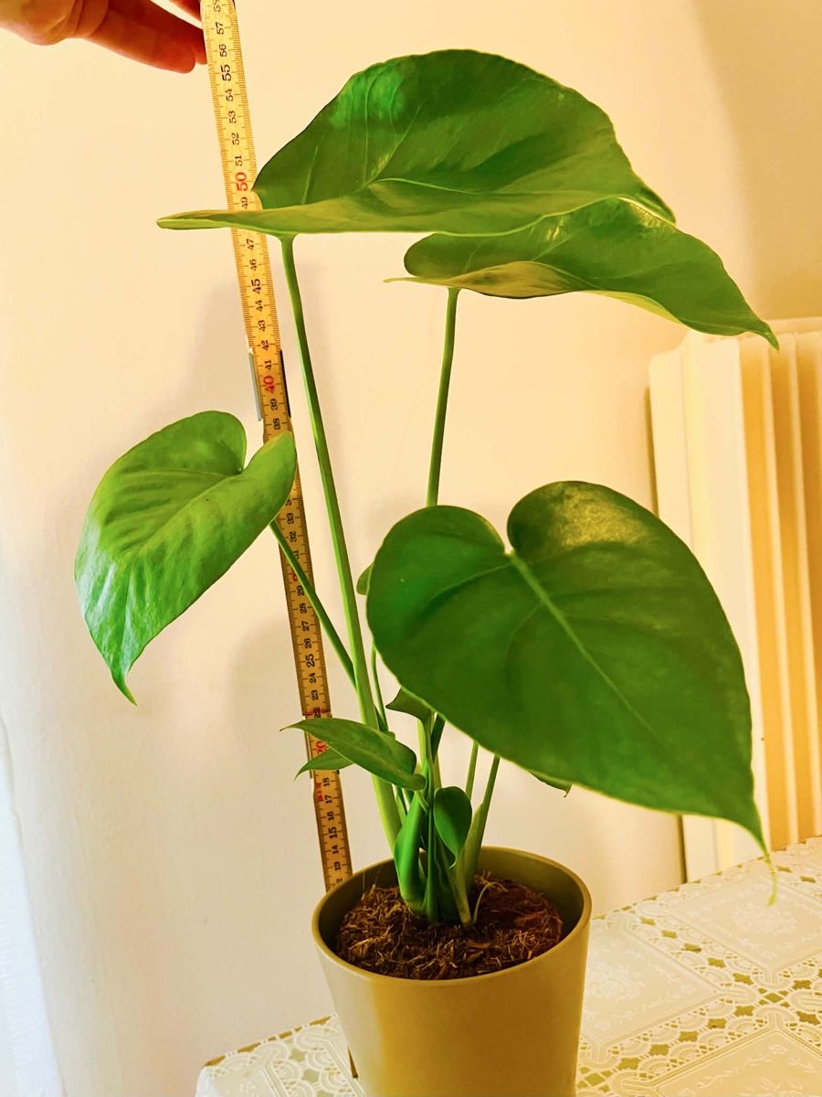 Piante & sementi: MONSTERA DELICIOSA Pflanze – Usato da Gerlafingen venduto da naj_vj8s 1