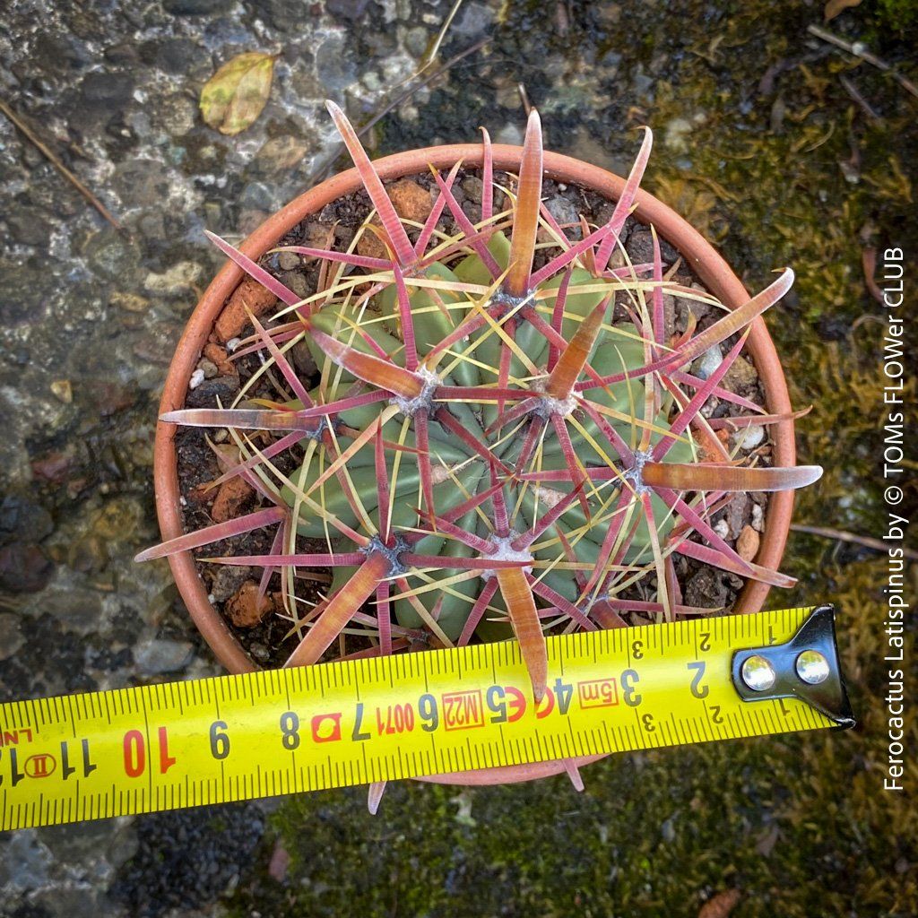 Pflanzen & Samen: Ferocactus Latispinus - Sonne liebender Kaktus – Neu und originalverpackt aus Adliswil von astom369 1