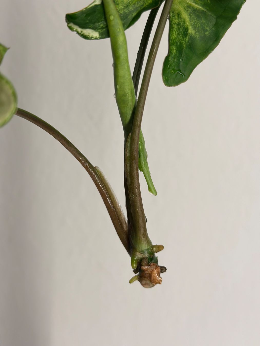 Piante & sementi: Syngonium Three Kings - Kopfstecklig #1 – Usato da Zürich venduto da ong8 1