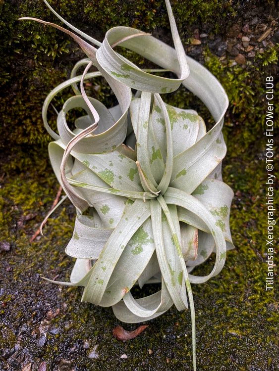 Tillandsia Xerographica - AirPlant / Luftpflanze (Neu (gemäss ...