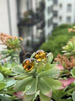 Ohrringe Bernstein mit Silberhaken 925 Silber
