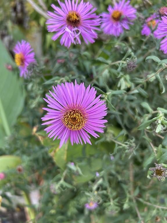 Piante & sementi: Aster Bäumchen  – Nuovo e nell'imballaggio originale da Frauenfeld venduto da ire_q29k 1
