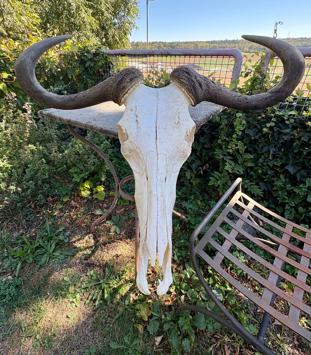 Fumetti: Rinderschädel vom Ankole-/Watusi-Typ – Usato da Stüsslingen venduto da Ideur1