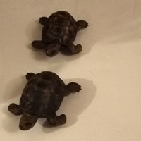 Zwei Schleich Schildkröte Schildkröten