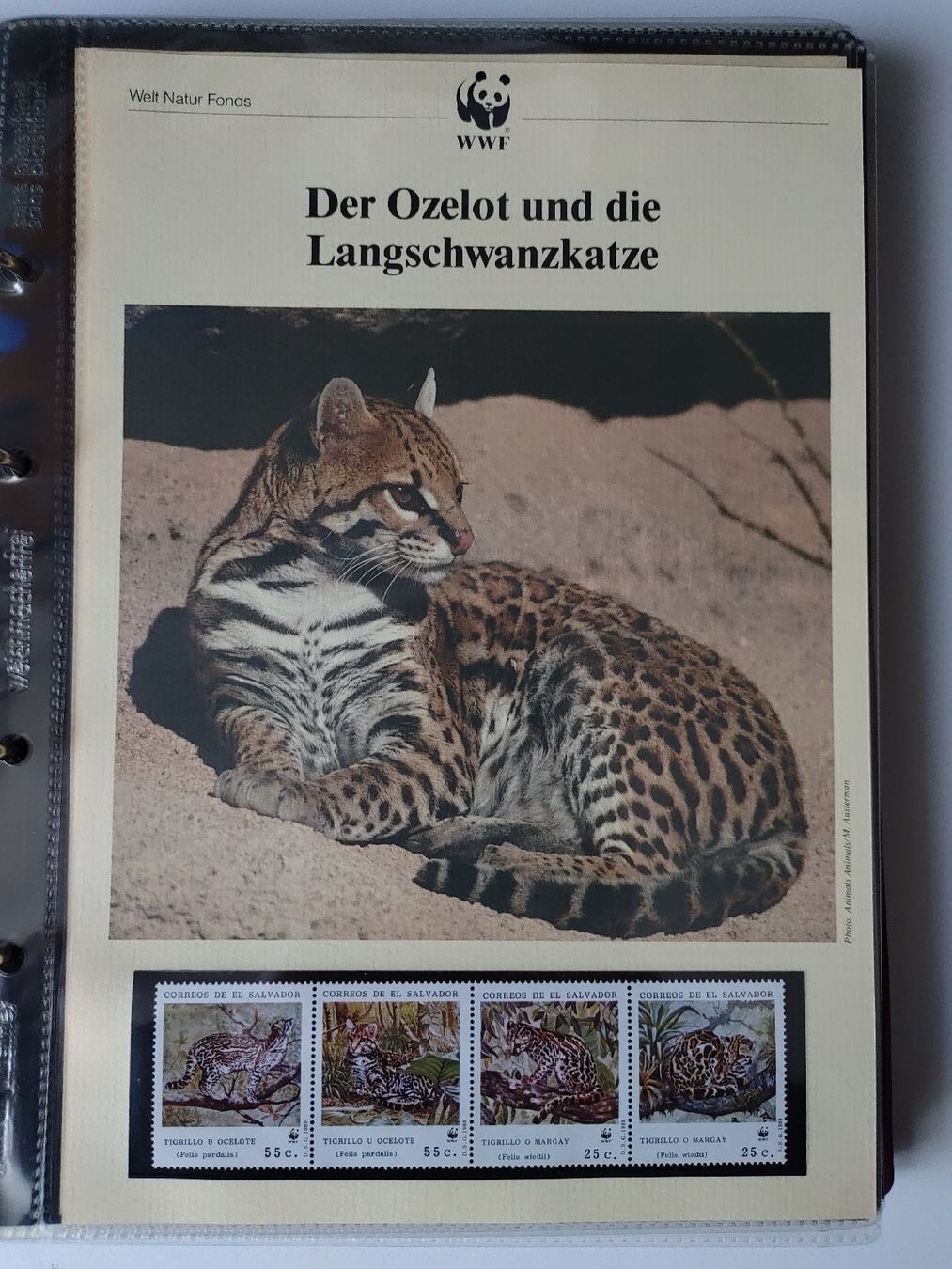 Tutti i francobolli: WWF Ozelot Langschwanzkatze Briefmarken Sammlung – Nuovo (secondo la descrizione) da Greifensee venduto da Retepw