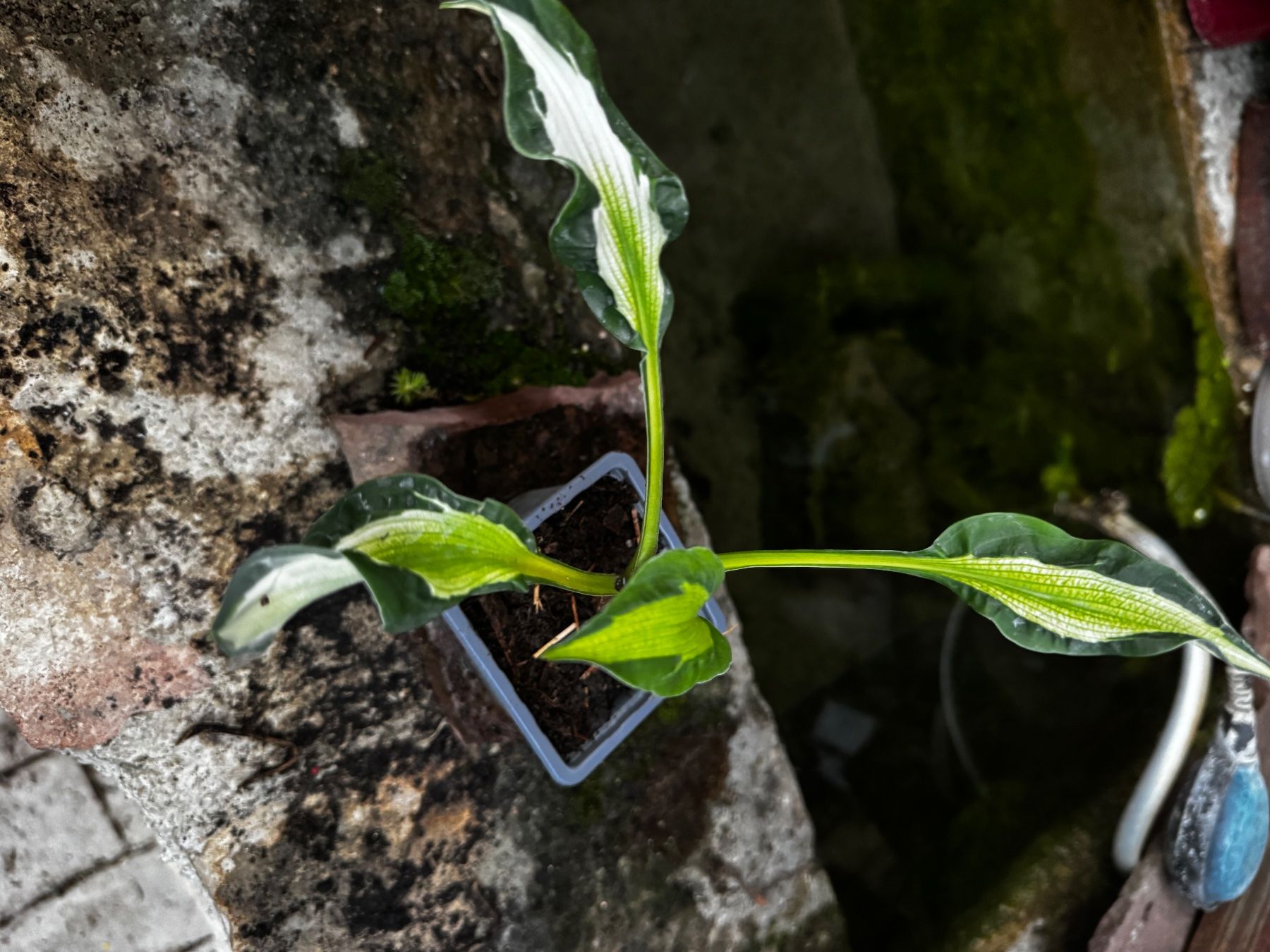 Piante & sementi: Hosta mary Marie ann – Usato da Lajoux JU venduto da Briard0 1