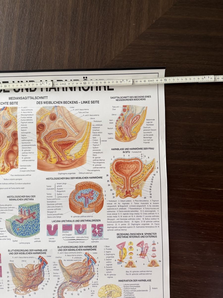 Foto & Immagini: Vintage Anatomie Poster - Bladder Urethra Chart – Usato da Baar venduto da nic_l7yf 1