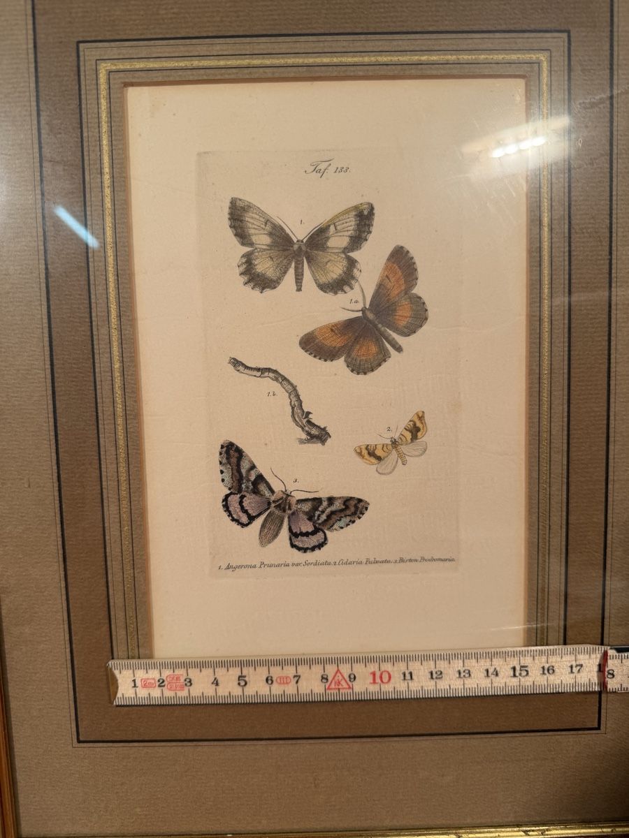 Grafica & Litografie: LITHOGRAPHIC LEAVES, butterfly motif, framed – Usato da Lausanne venduto da vas_mbk2 6