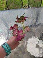Coleus