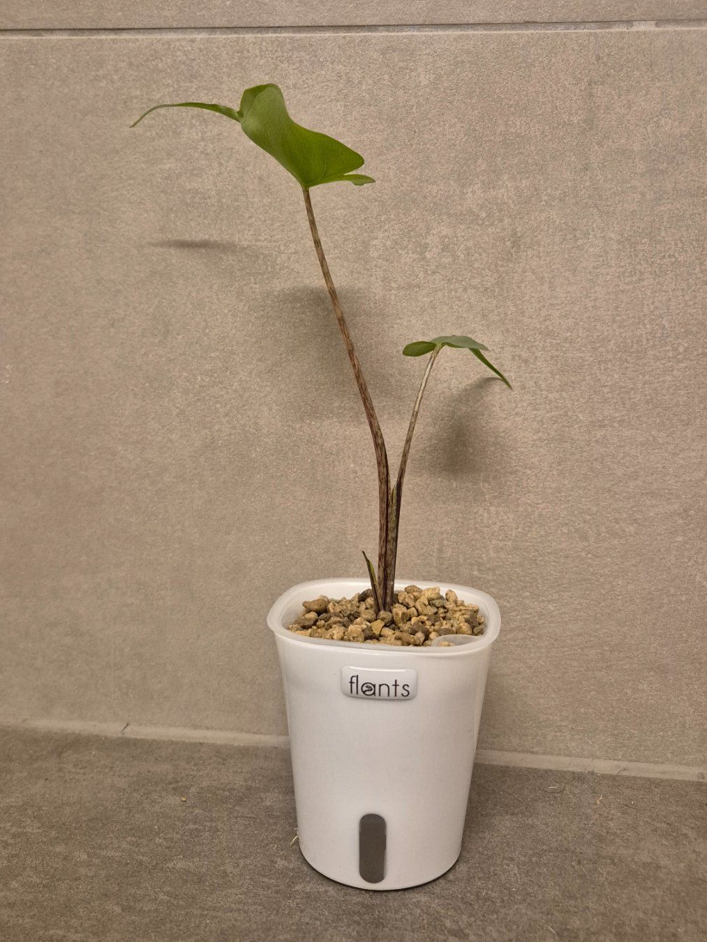 Piante & sementi: ⭐ Junge Alocasia Stingray⭐ – Nuovo (secondo la descrizione) da Dürrenäsch venduto da Tina_2023 3