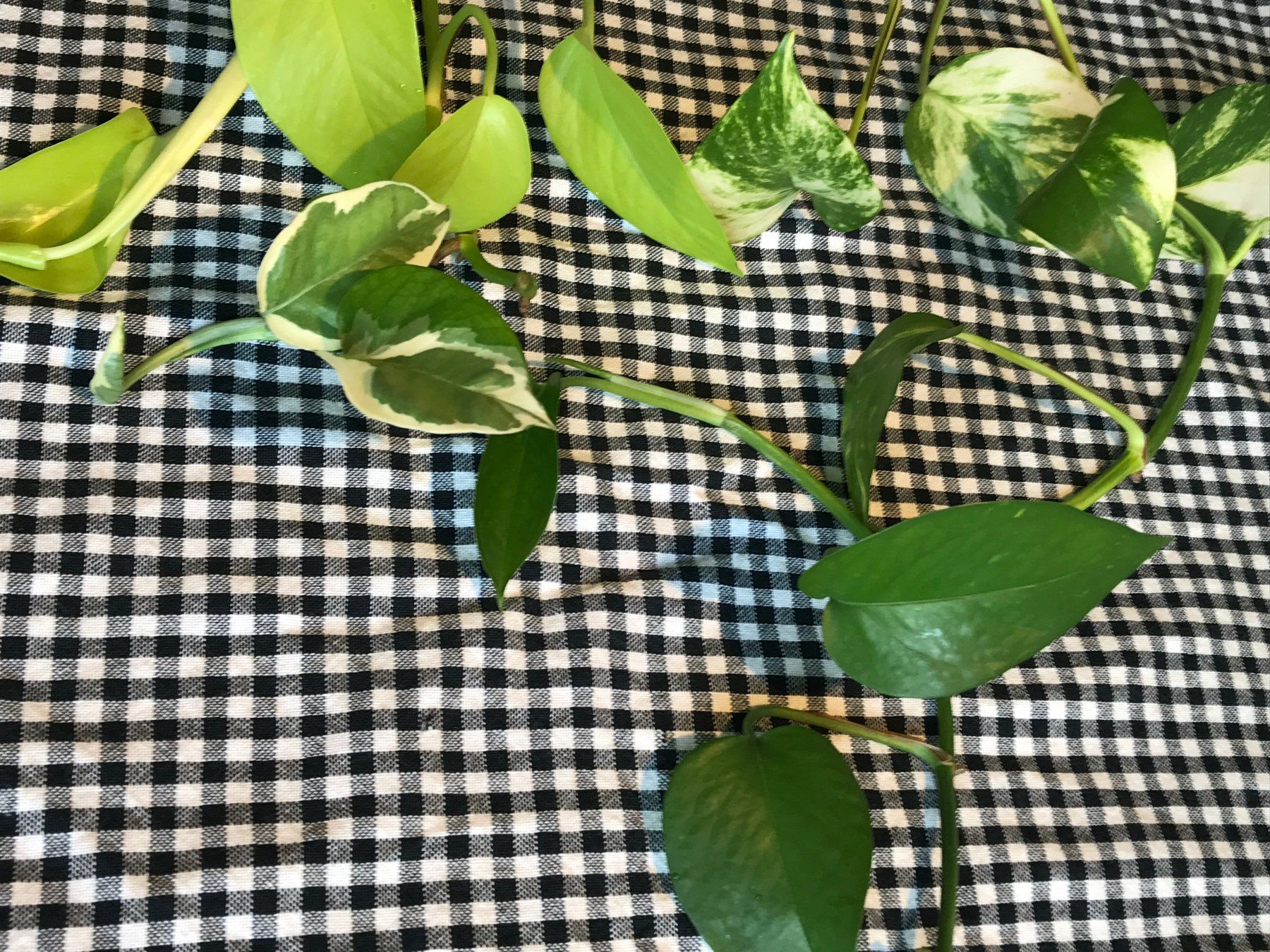 Pflanzen & Samen: EPIPREMNUM AUREUM StecklingX4 Farbmuster – Neu (gemäss Beschreibung) aus Zürich von andrealucamassimo