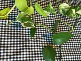 EPIPREMNUM AUREUM StecklingX4 Farbmuster