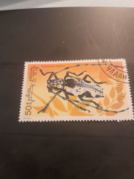 Collection de coléoptères du monde naturalisés sous cadre - Entomologie, insecte, curiosité - Décoration