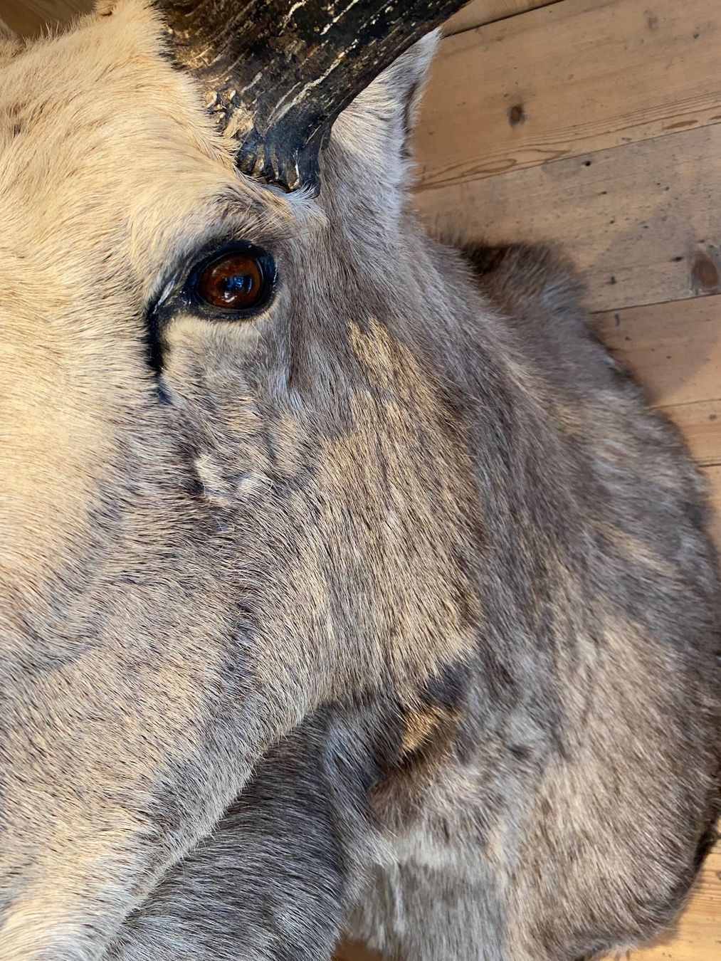 Il mondo degli animali: Elchkopf – Usato da Lenk im Simmental venduto da gwustu 3