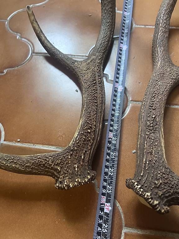 Monde des animaux: Corna di cervo 60 cm – D'occasion à Caslano par gre_q2gv 1