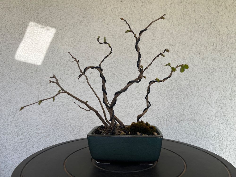 Haselnuss Bonsai | Kaufen auf Ricardo