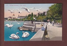 LAUSANNEQuai d'Ouchy - Mouettes et Cygnes