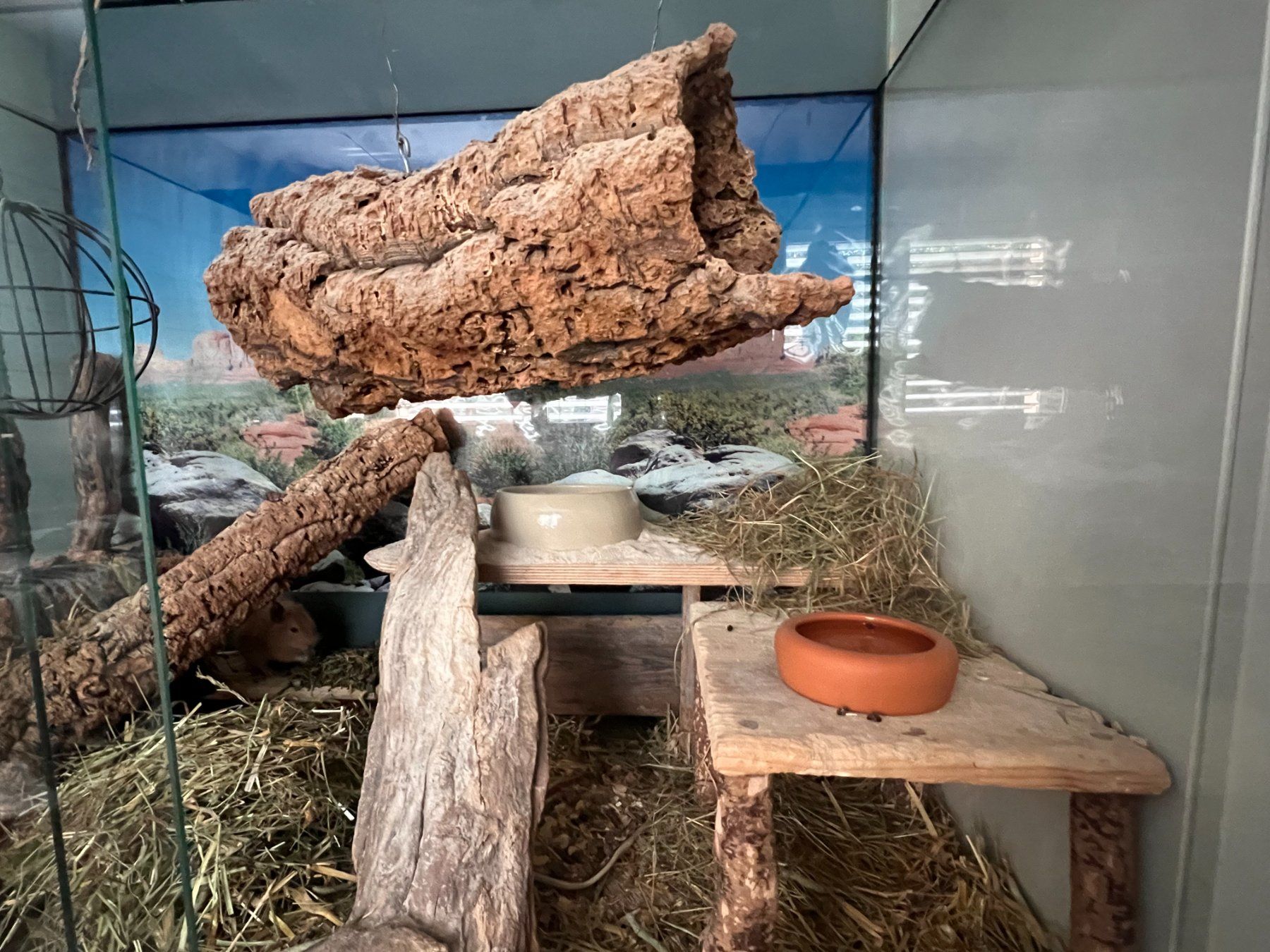 Terrario: Degu Terrarium Käfig aus Glas – Usato da Pfäffikon ZH venduto da Franziska77 2