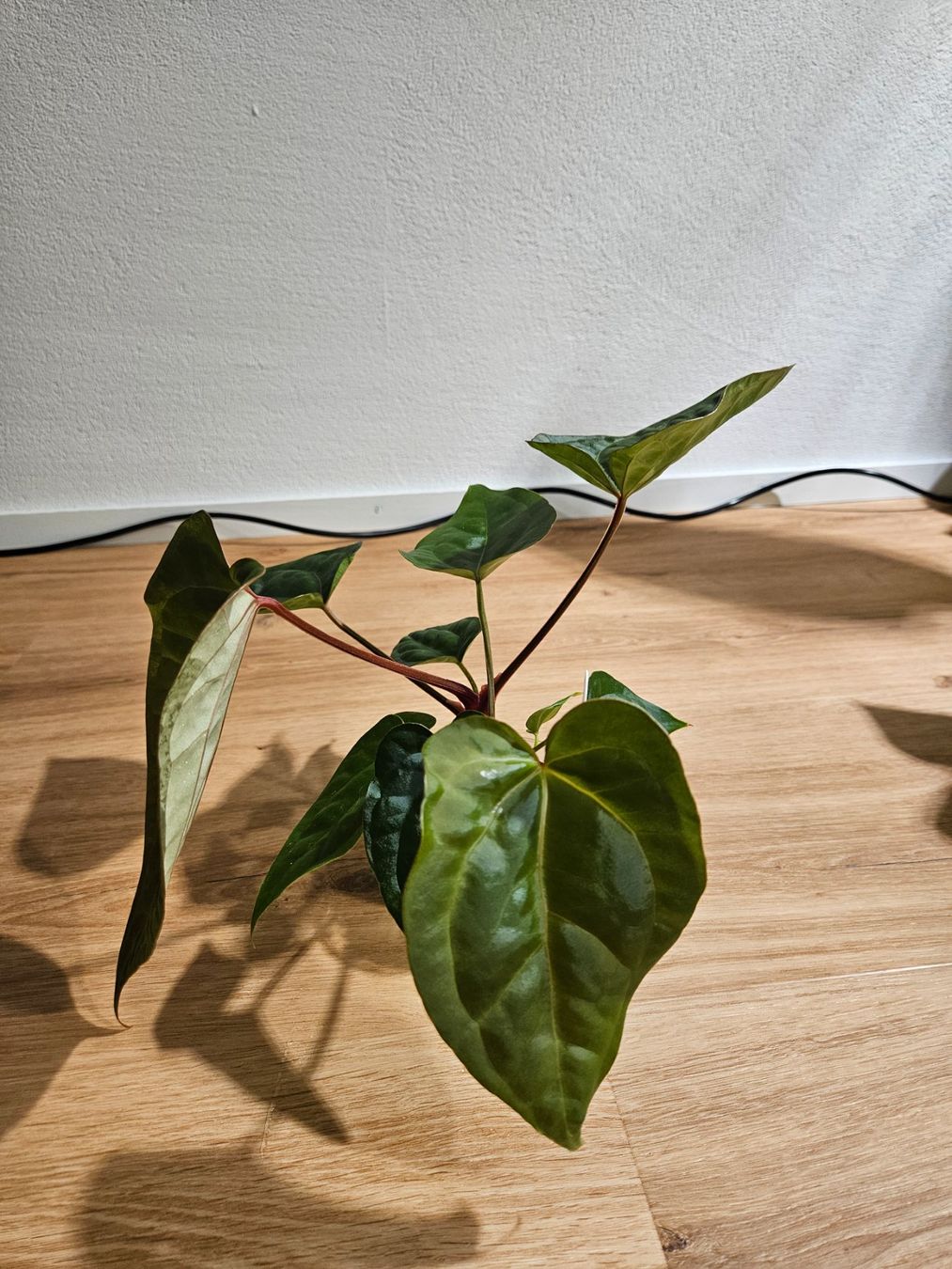 Piante & sementi: Anthurium Karma Crystal x Luxurians – Usato da Buttikon SZ venduto da Jagoda87 2