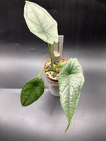 Alocasia Heterophylla Dragon Breath (1-8)