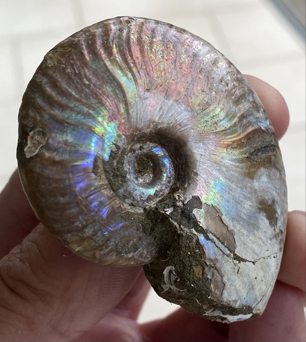 Fossili: Top sehr schöner Ammonit  – Usato da Selzach venduto da 321compac 5