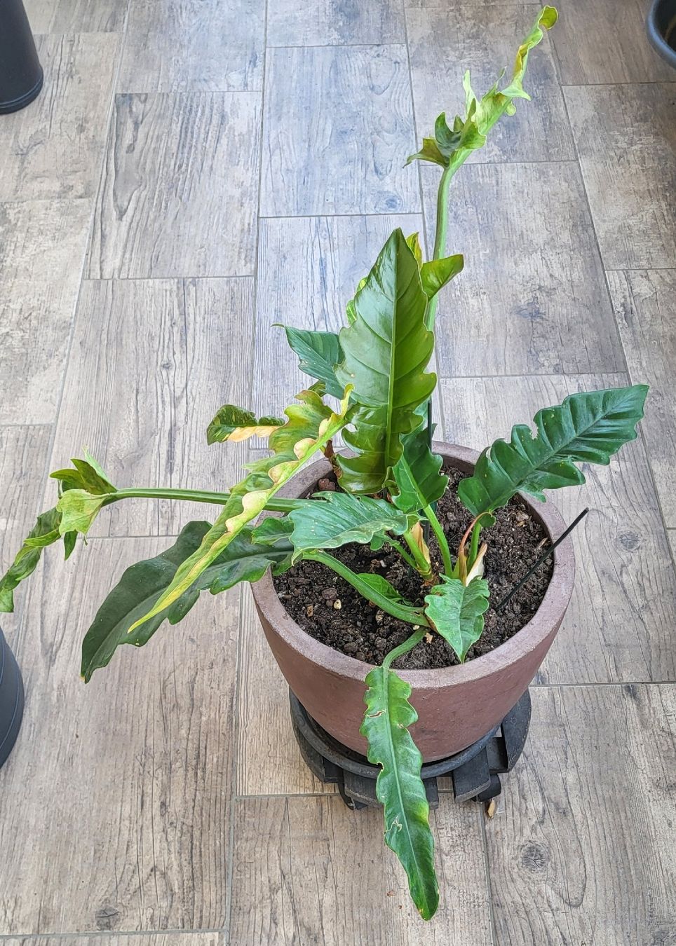 Piante & sementi: 2 im einem Philodendron ring of fire – Usato da islikon venduto da mir_8cbw 1