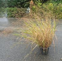 Grossblütige Rutenhirse – imposante Zierpflanze