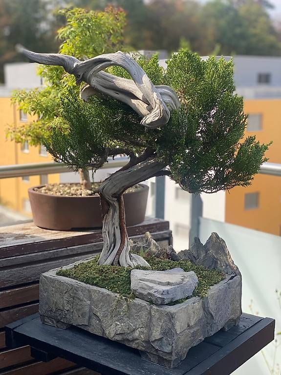 Plantes & graines: Bonsai Wacholder – D'occasion à Aarau Rohr par Sergiomendez