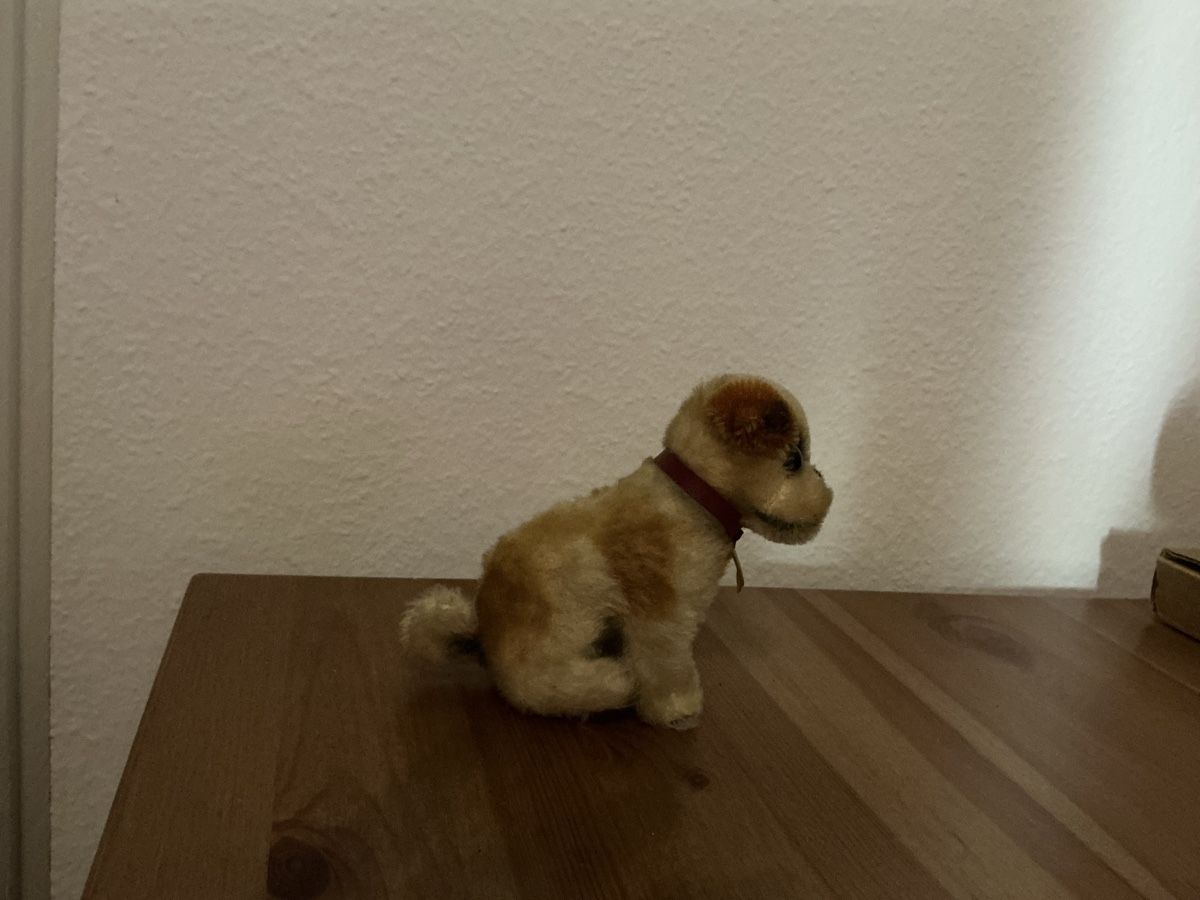Steiff Giocattoli: Steiff Bernie   1963 – Usato da Basel venduto da Ajscha7o1 2