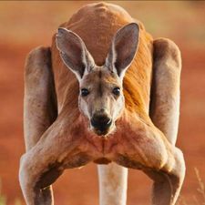 Profile image of Outback