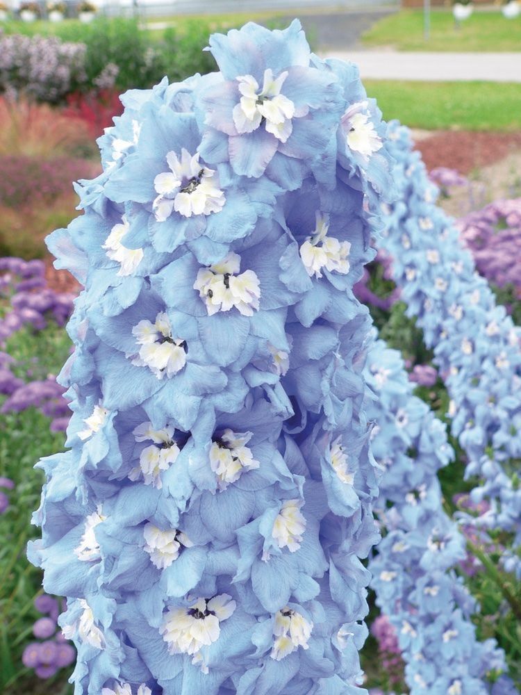 Piante & sementi: 50 Samen Rittersporn SKY BLUE WHITE BEE – Nuovo (secondo la descrizione) da Ehrendingen venduto da VerveinaSamen 5