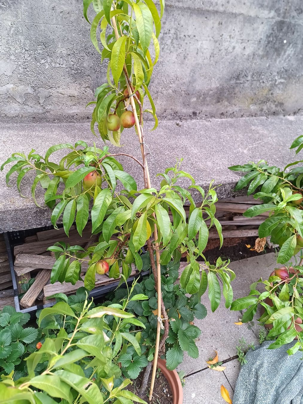 Plantes & graines: Nektarine für Balkon oder Freiland – D'occasion à Zug par SirGoldFish 5