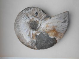 Ammonit polierte Perlmutter ca. 721 gr. Madagaskar