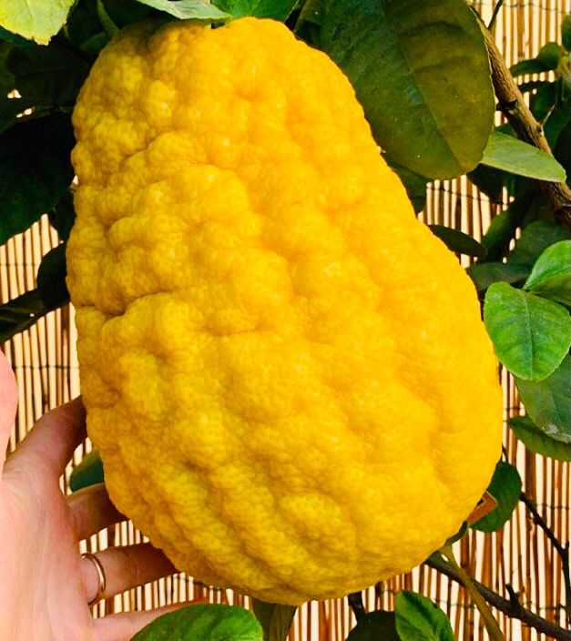 10 Samen Kalabrische Zedratzitrone CITRUS MEDICA + Anweisung | Kaufen ...
