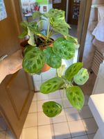 Maranta kerchoveana variegata plante d’intérieur