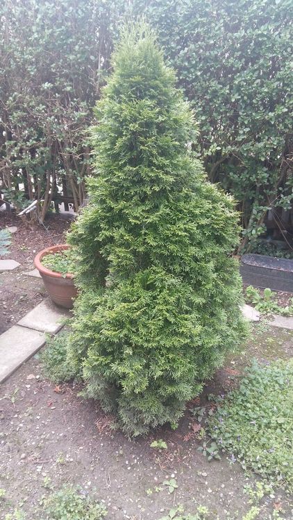 Thuja Baum Nr.4 Kaufen auf Ricardo
