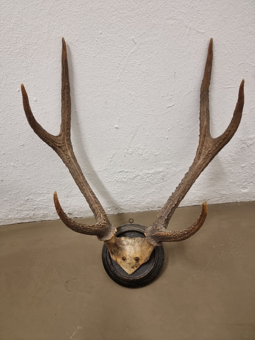 Welt der Tiere: Hirschgeweih auf Holzschild, Wanddekoration, Jagdtrophäe. – Gebraucht aus Olten von Mezopotamya 8