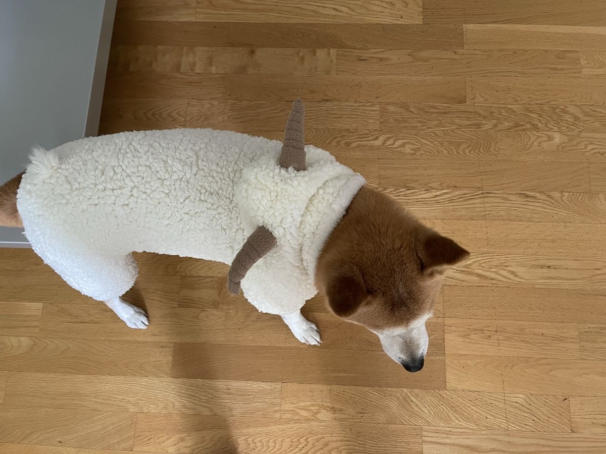Abbigliamento: Pull d’hiver à capuche pour un chien – Nuovo (secondo la descrizione) da Neuchâtel venduto da yul_rg8p 5