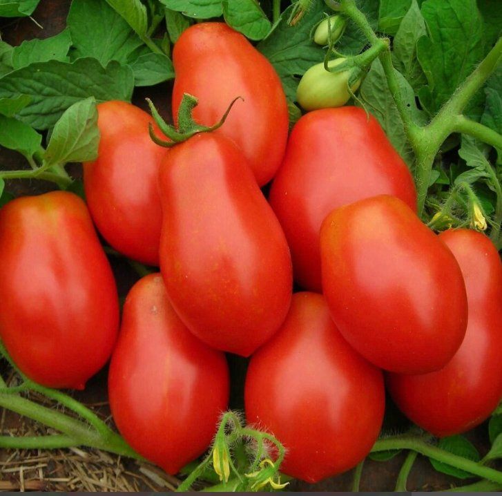 Pflanzen & Samen: Zwergtomate, Cocktailtomate, Topftomate DENAR / 5 Samen – Neu (gemäss Beschreibung) aus Hinteregg von ERFOLG78 2