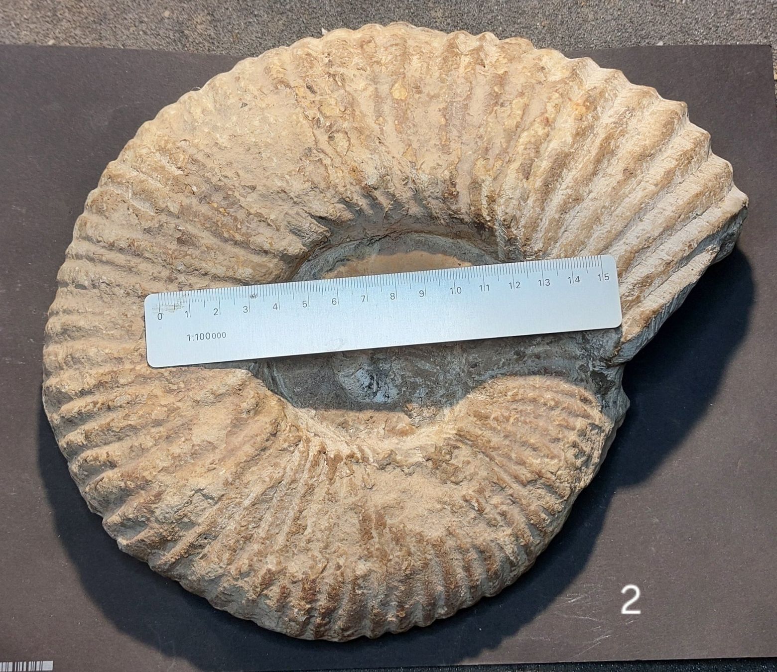 Fossili: Die Chance! Riesiger Ammonit aus Marokko – Usato da Thal venduto da wicko 1