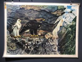 Vintage Schulwandbild ADLER, Robert Hainard #C9 LxB 90x65,5c